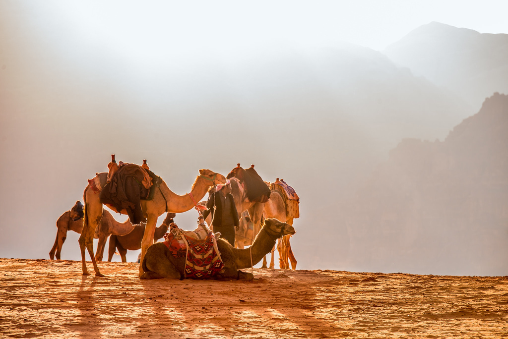 Camels Resting in the Desert